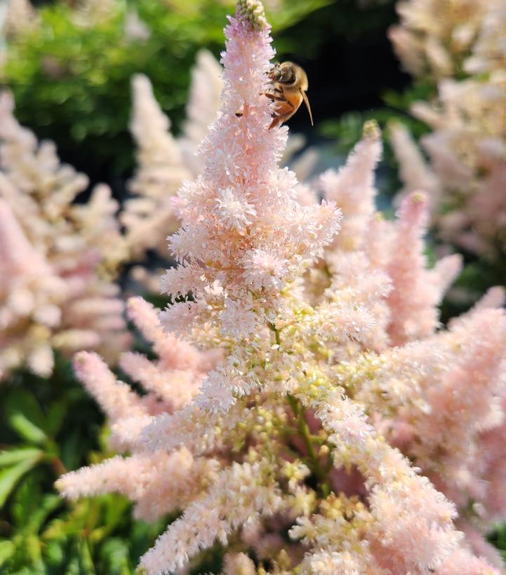 Astilbe Younique Silvery Pink™