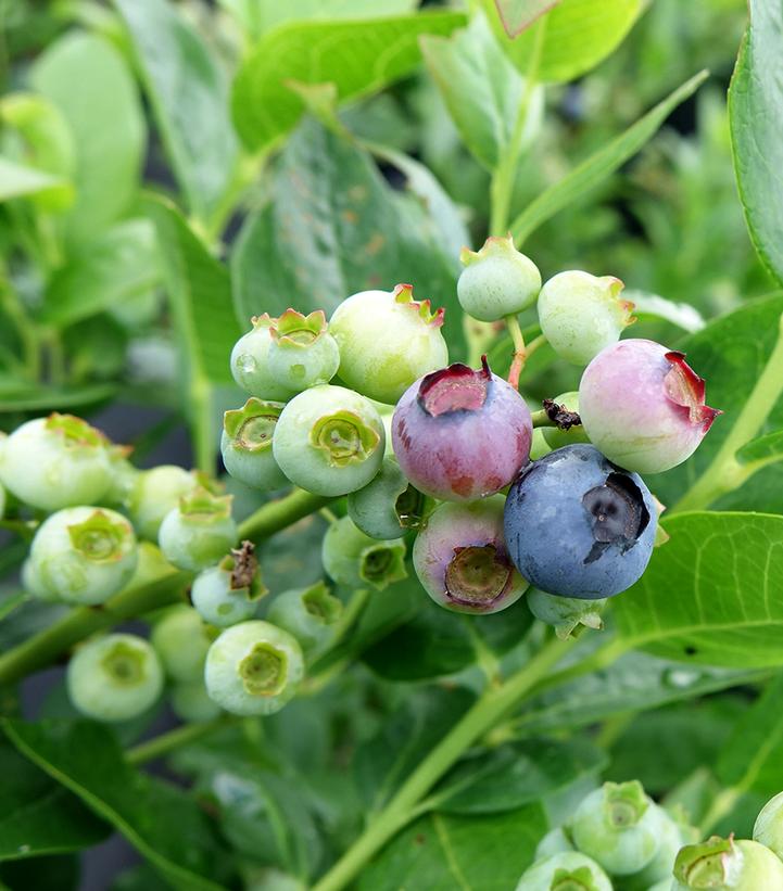 Vaccinium corymbosum 'Polaris'