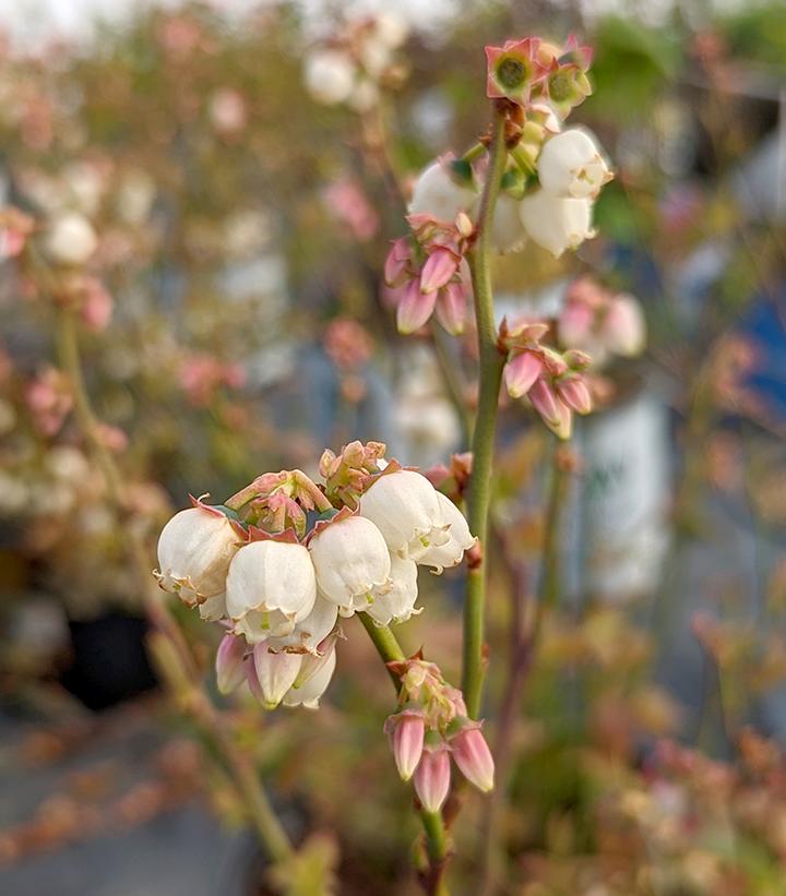 Vaccinium corymbosum 'Polaris'