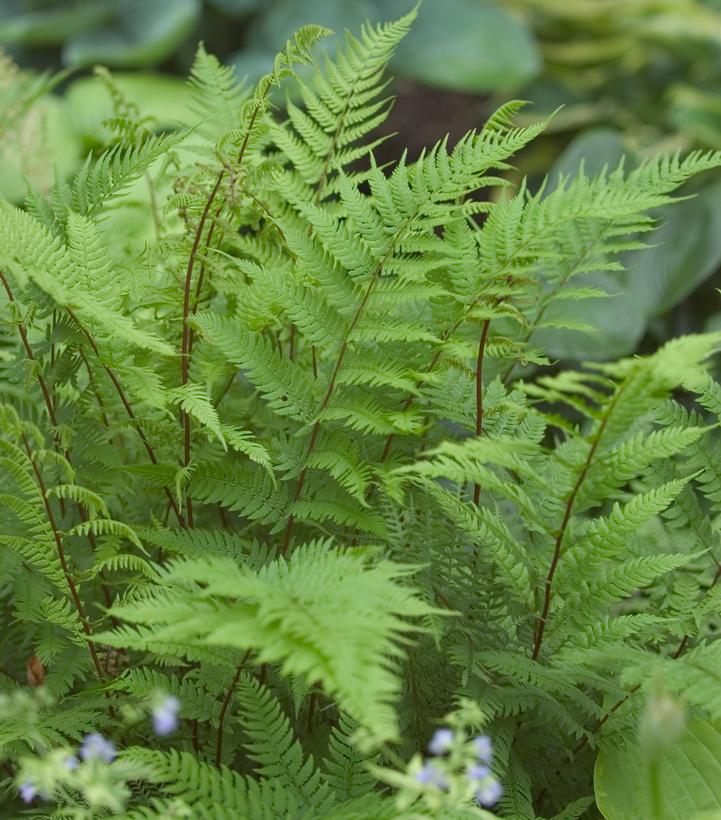 Athyrium filix femina Lady in Red