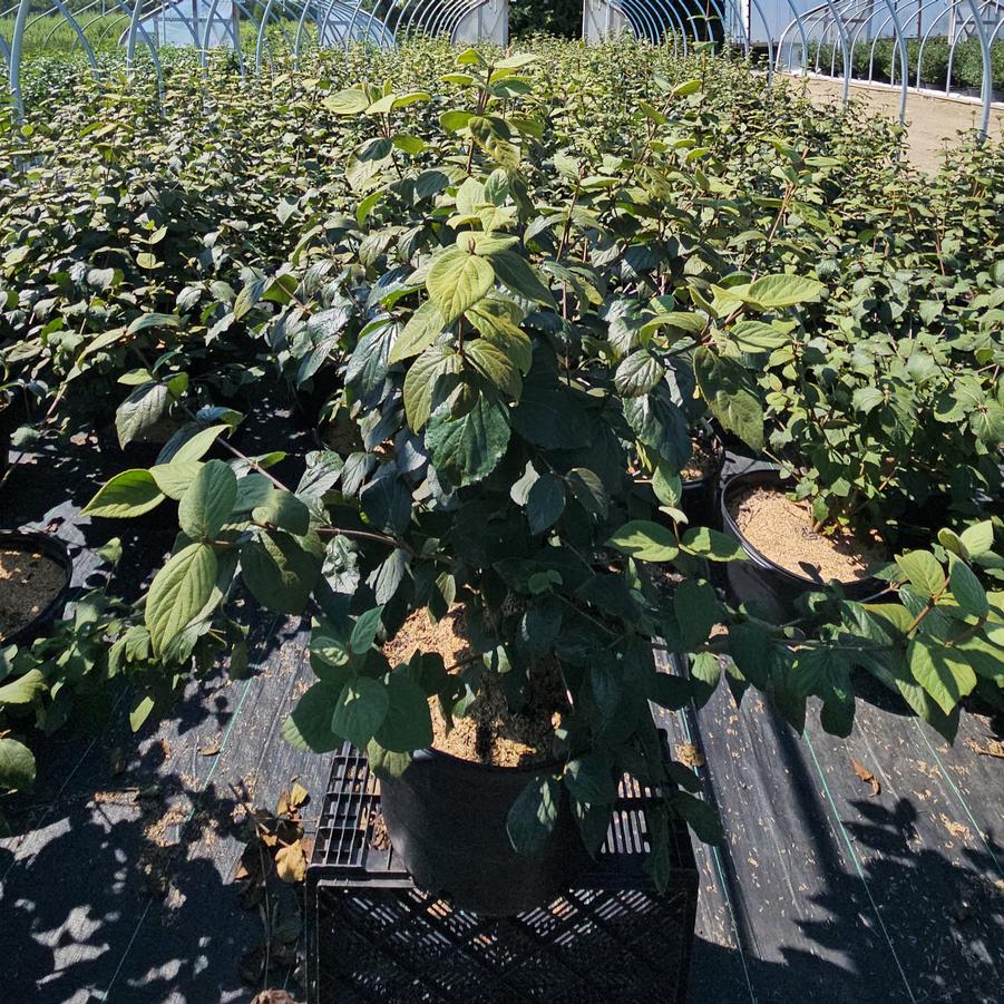 Viburnum carlesii 