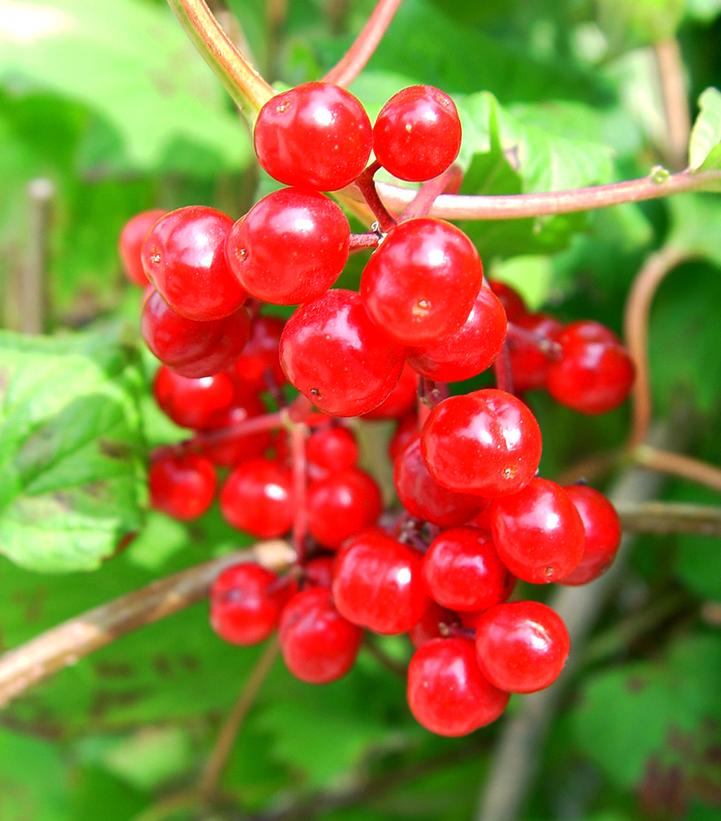 Viburnum trilobum 'Wentworth'