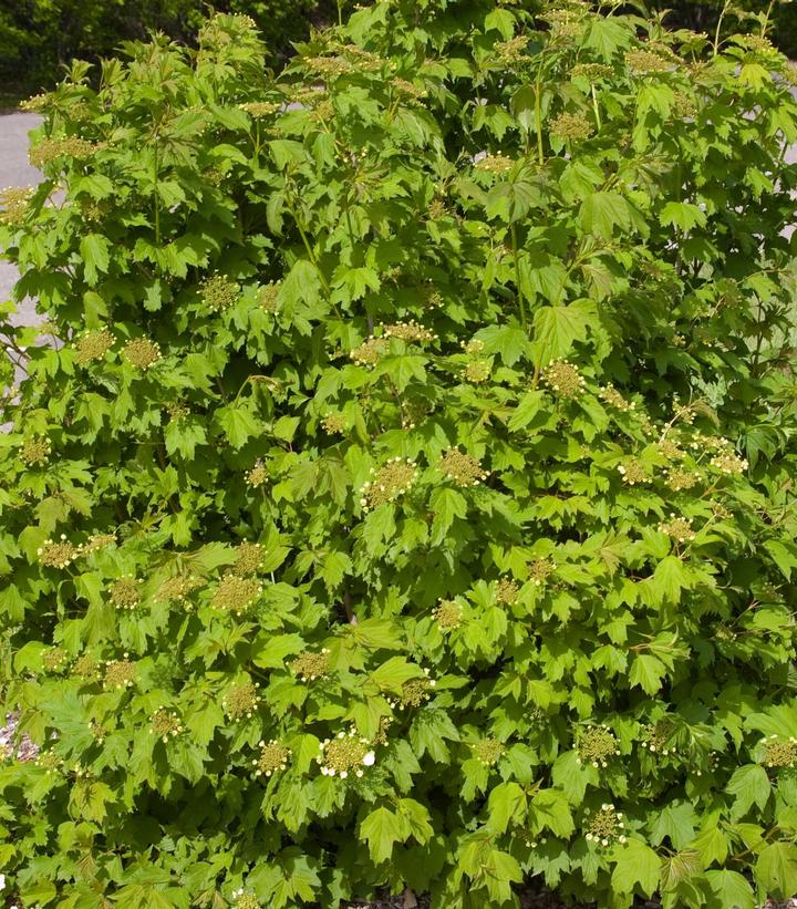 Viburnum trilobum 'Wentworth'