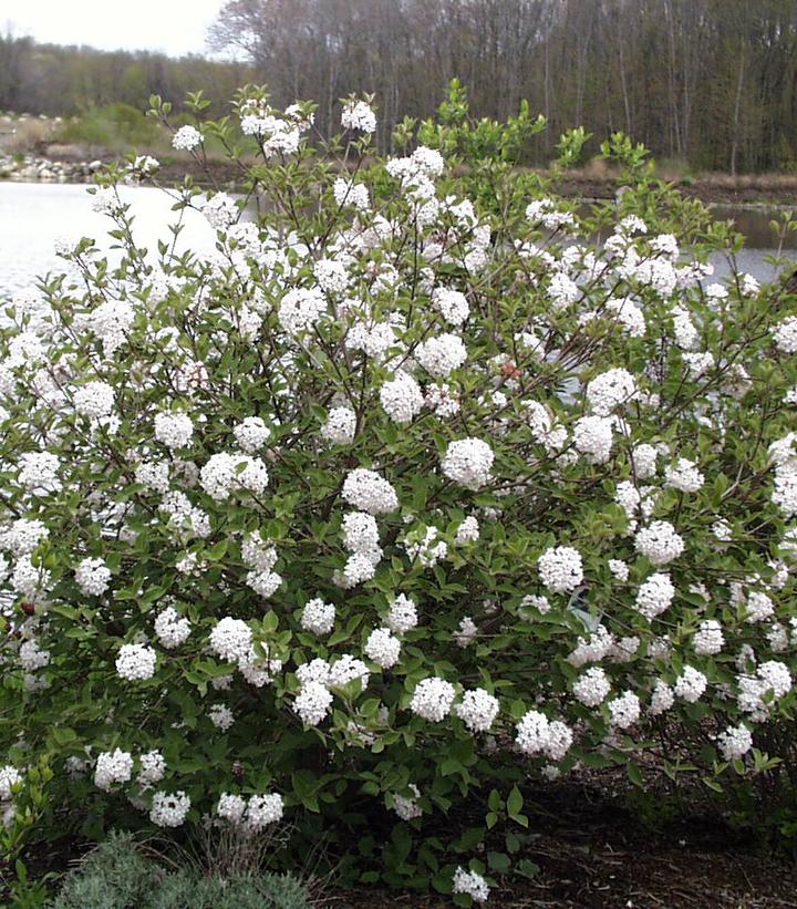 Viburnum carlesii 