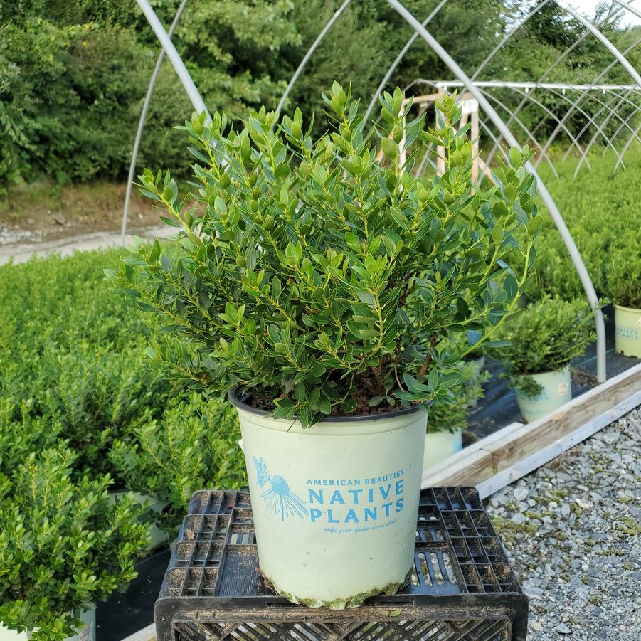 Ilex glabra Forever Emerald™