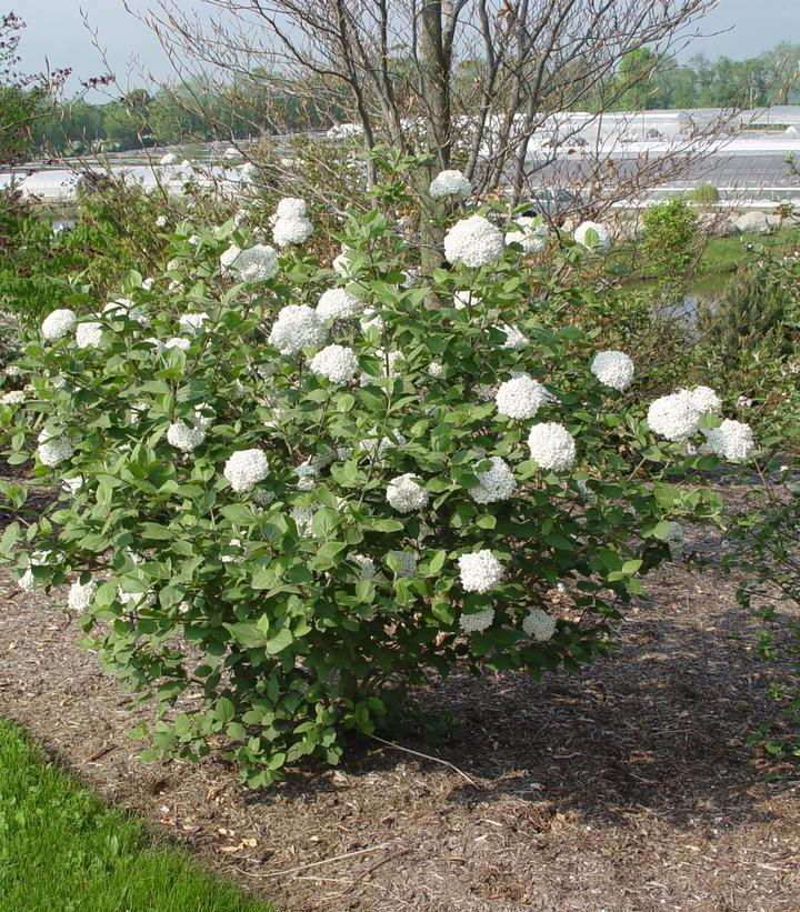 Viburnum X carlcephalum 