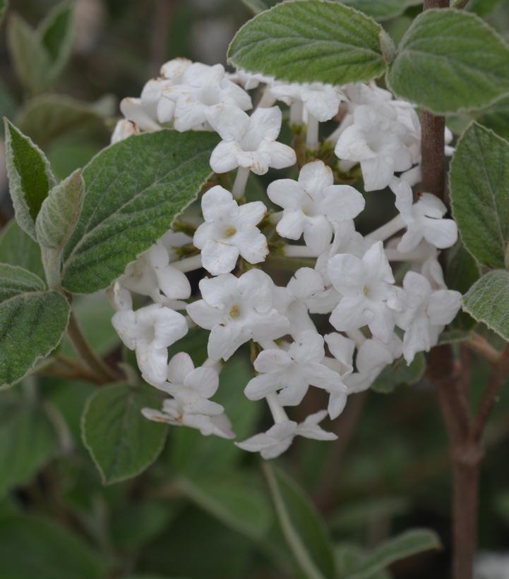 Viburnum X carlcephalum 