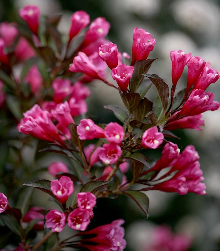 Weigela florida Wine & Roses®