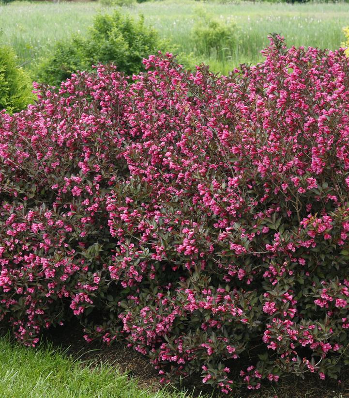 Weigela florida Wine & Roses®