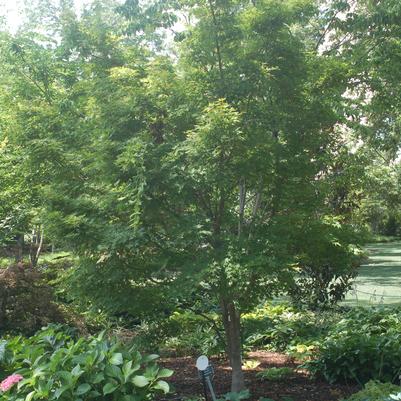 Acer palmatum Sango Kaku