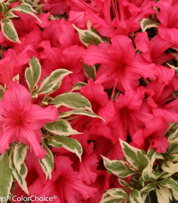 Azalea Bollywood Star