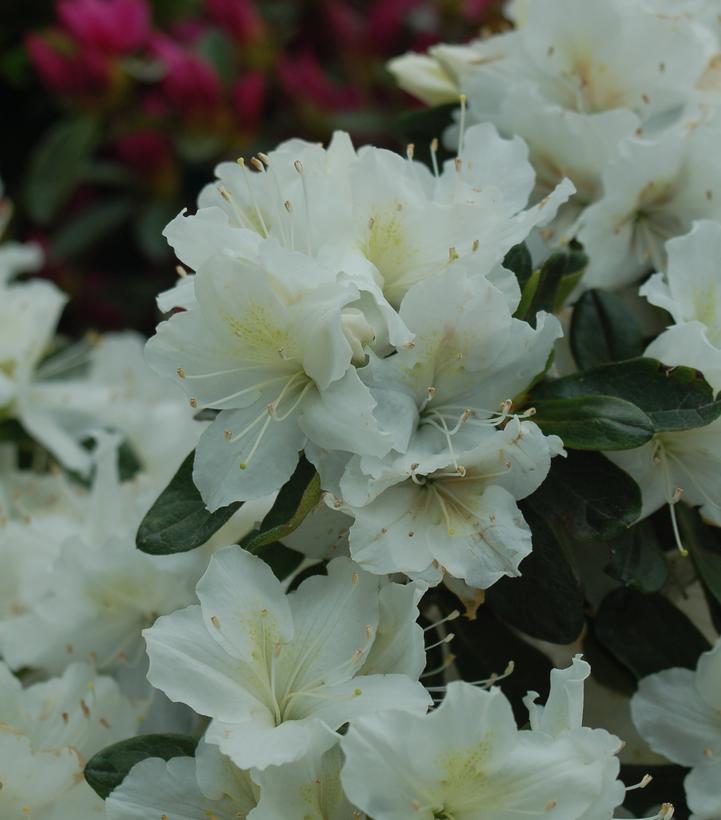 Azalea Delaware Valley White