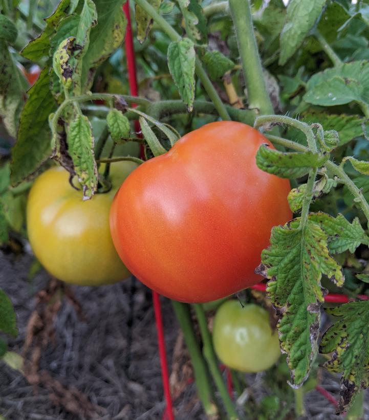 Tomato Bush Early Girl