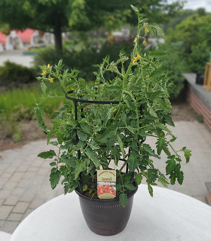 Tomato Bush Early Girl