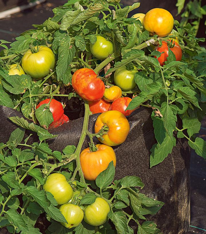 Tomato Bush Early Girl