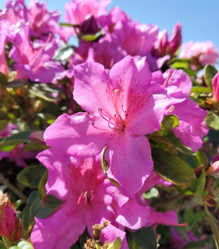 Azalea Encore® Encore® Autumn Royalty®