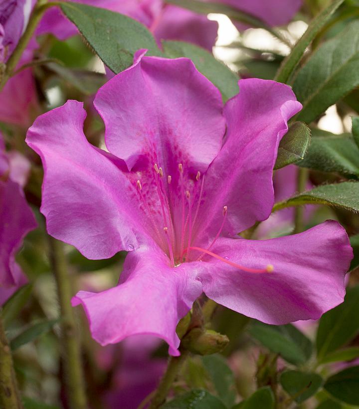 Azalea Encore® Encore® Autumn Royalty®