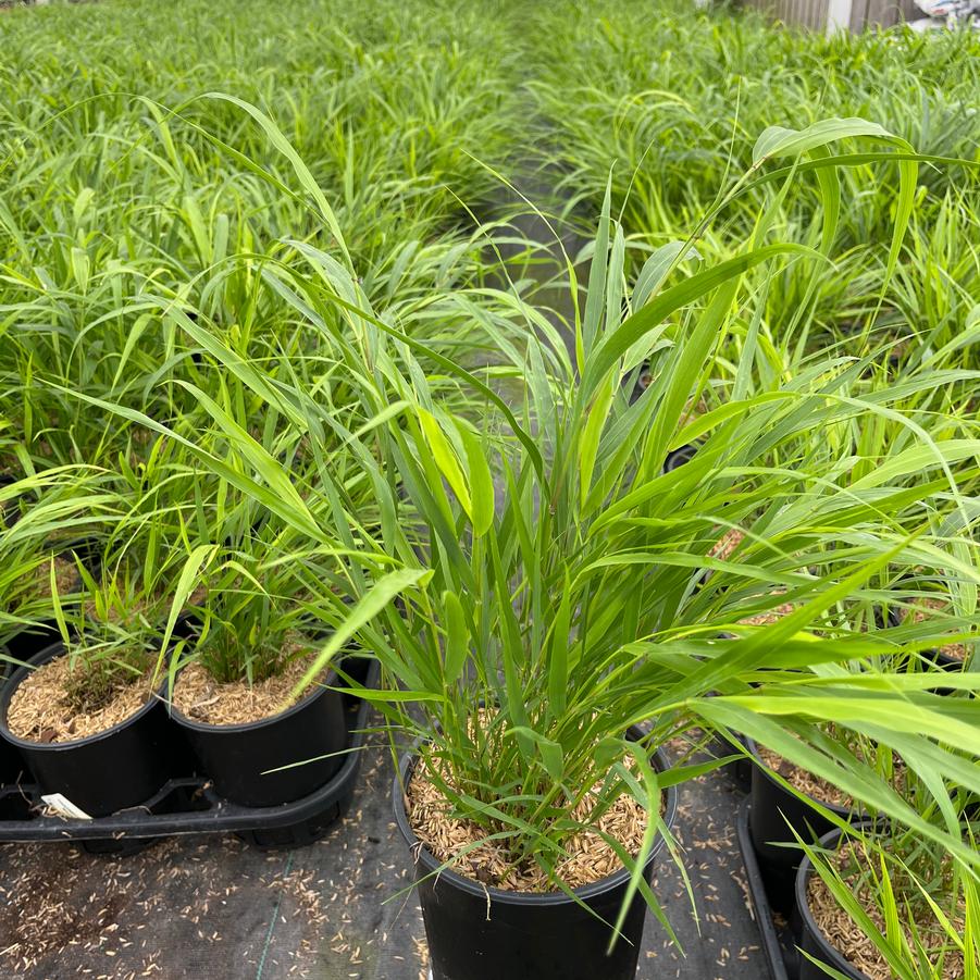 Hakonechloa macra 