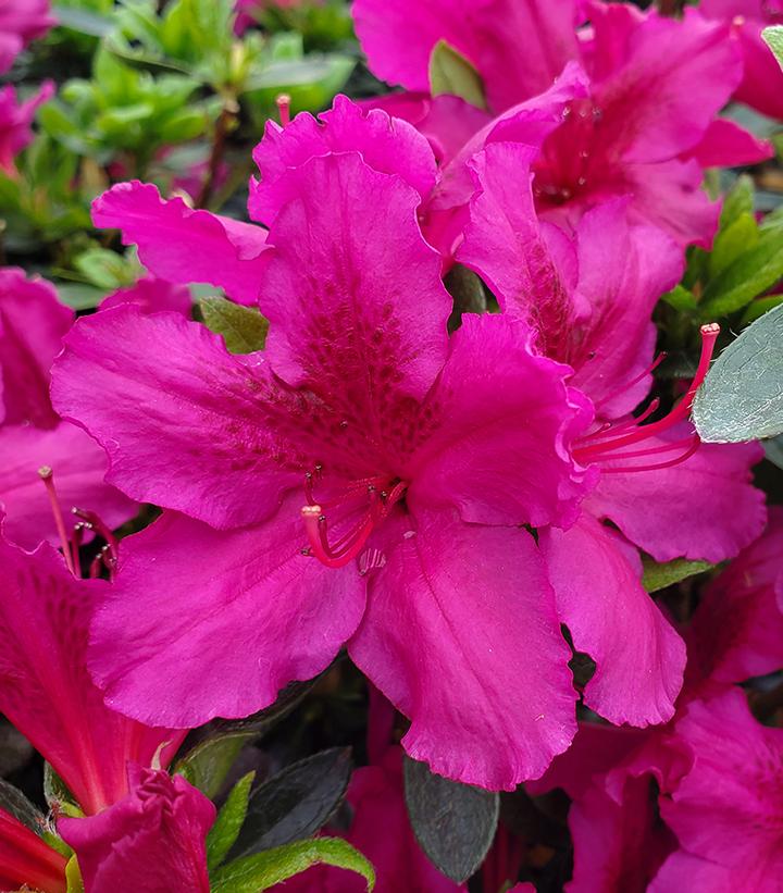 Azalea 'Girards Fuchsia'