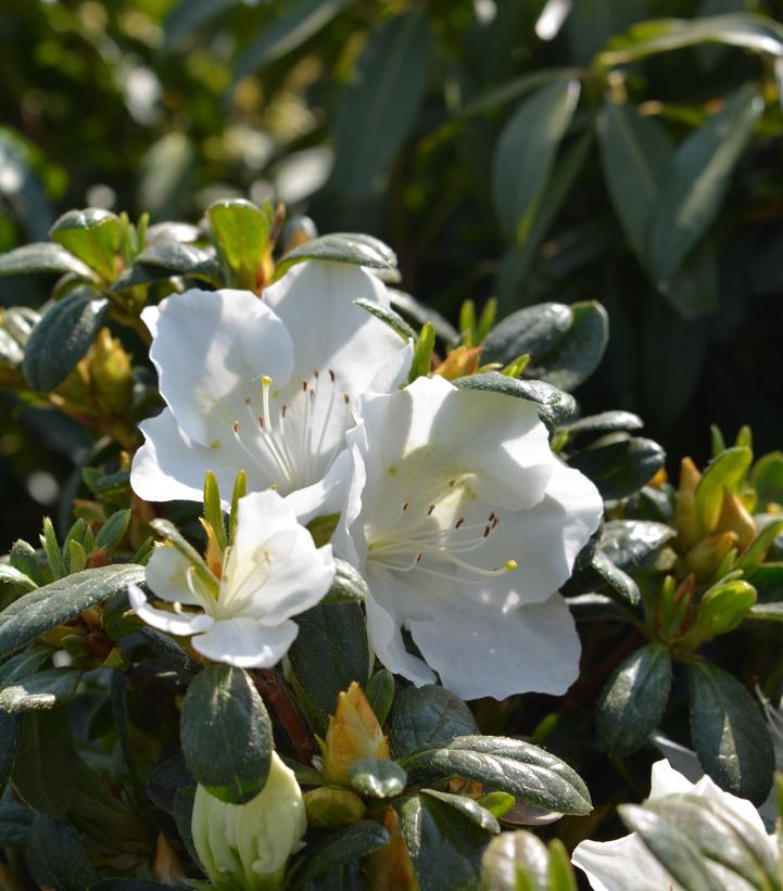 Azalea Girards Pleasant White