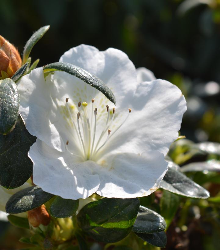 Azalea Girards Pleasant White