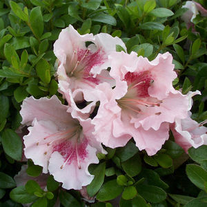 Azalea Gumpo Pink