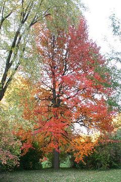 Nyssa sylvatica Wildfire