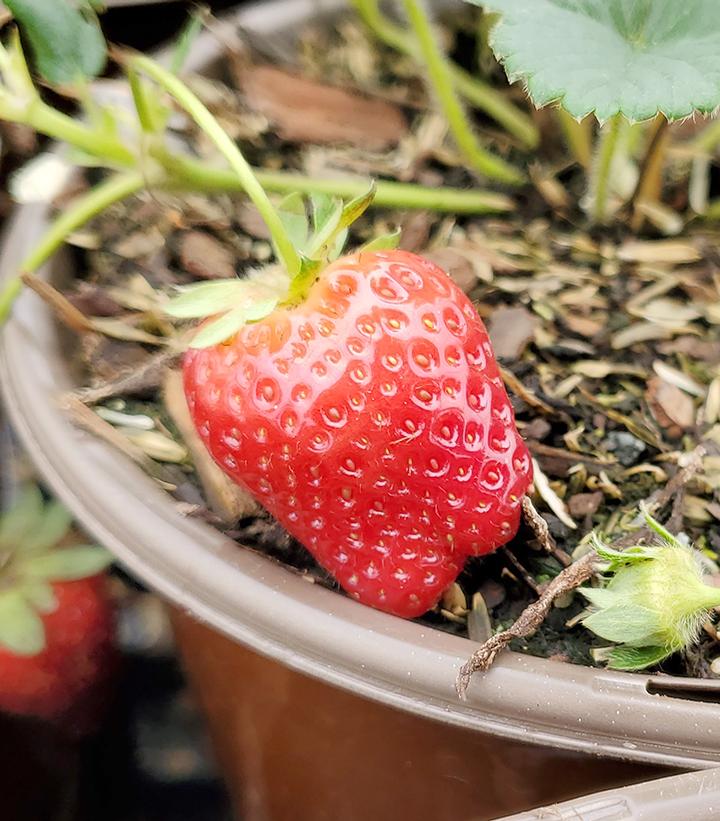 Strawberry Seascape