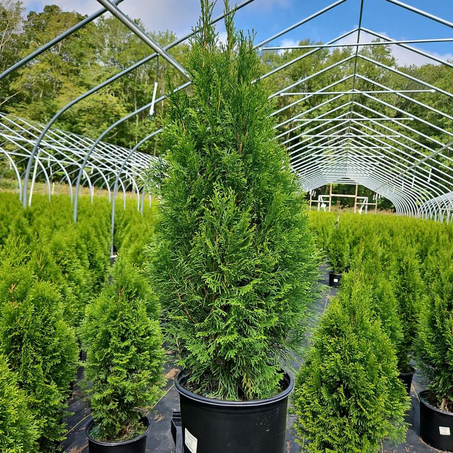 Thuja occidentalis 'Smaragd'