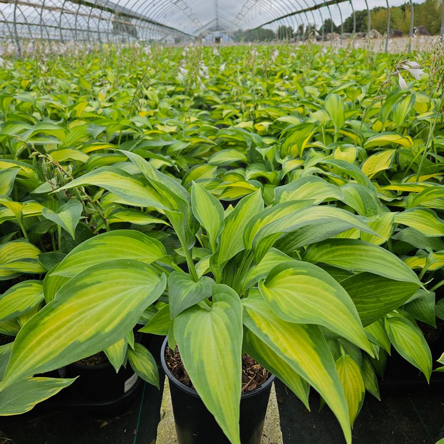 Hosta Pauls Glory