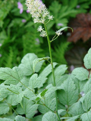 Actaea pachypoda 'Misty Blue'