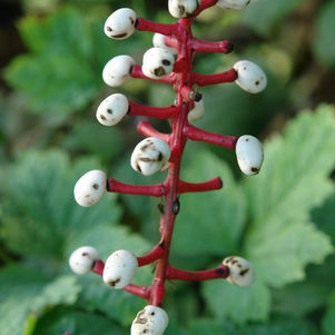 Actaea pachypoda 'Misty Blue'