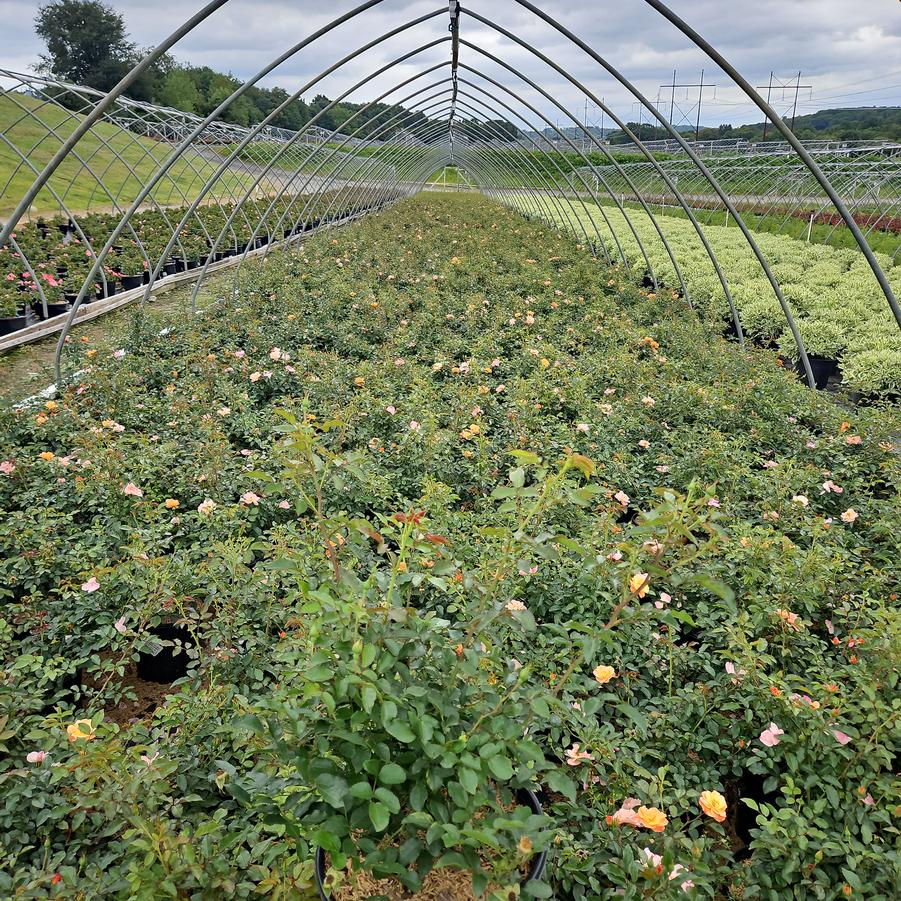 Rosa Flower Carpet Amber