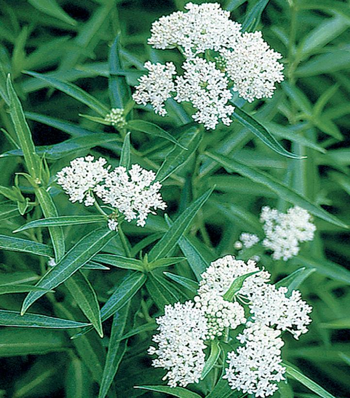 Asclepias incarnata 'Ice Ballet'