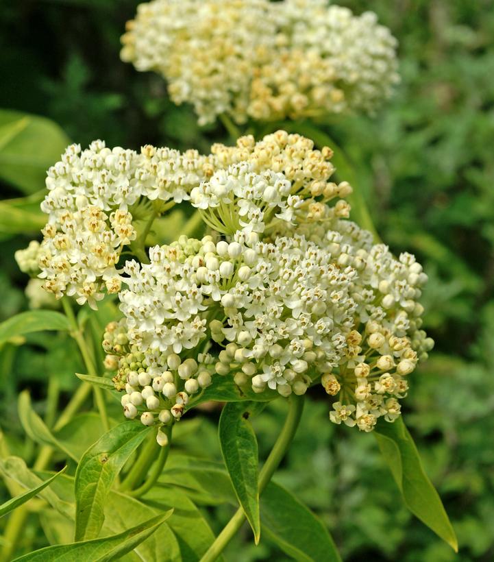 Asclepias incarnata 'Ice Ballet'