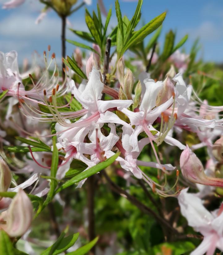 Azalea periclymenoides 