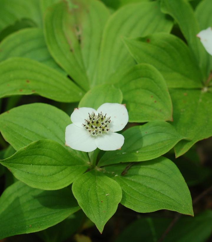 Cornus canadensis 