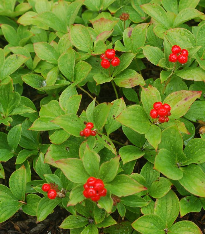 Cornus canadensis 