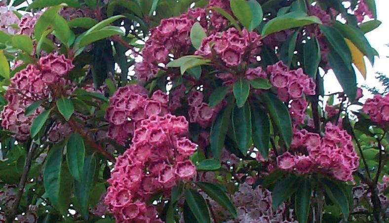 Kalmia lat. Red Bandit