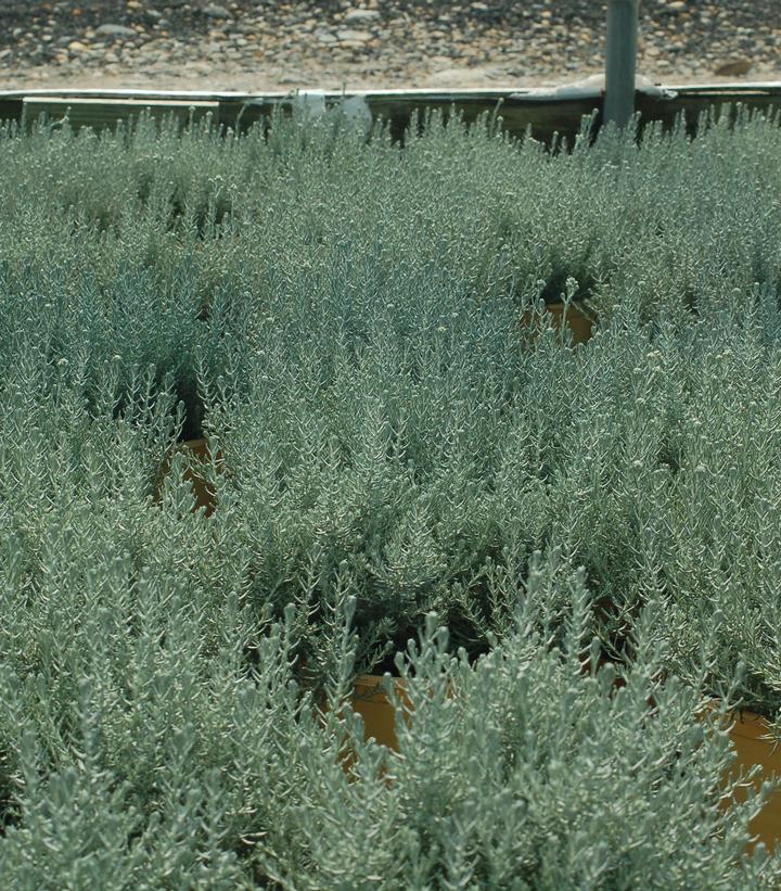 Helichrysum angustifolium 