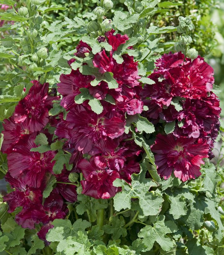 Alcea rosea annua Spring Celebrities Crimson