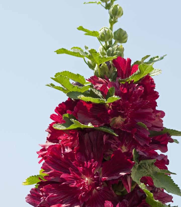 Alcea rosea annua Spring Celebrities Crimson