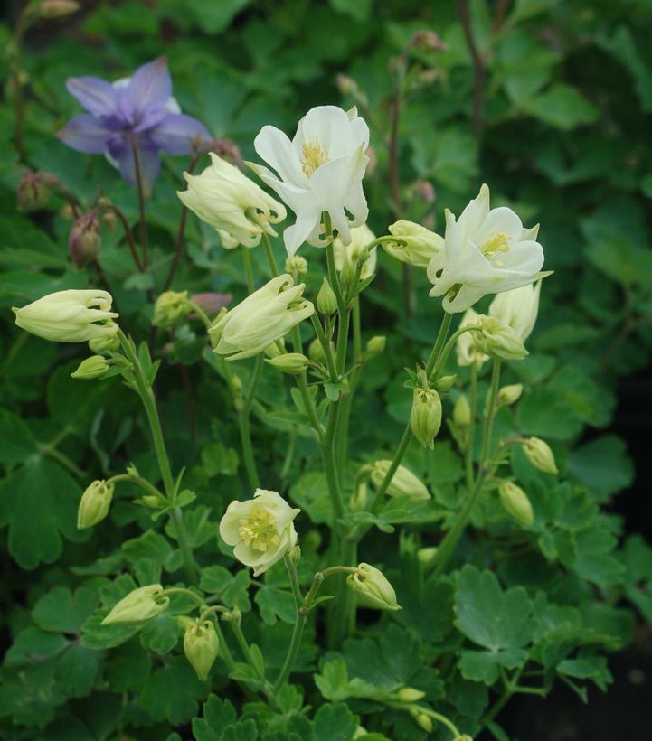 Aquilegia 'Biedermeir'