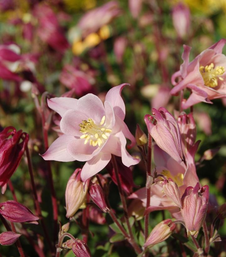 Aquilegia 'Biedermeir'