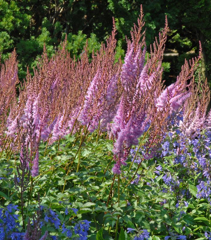 Astilbe chinensis Purple Candles