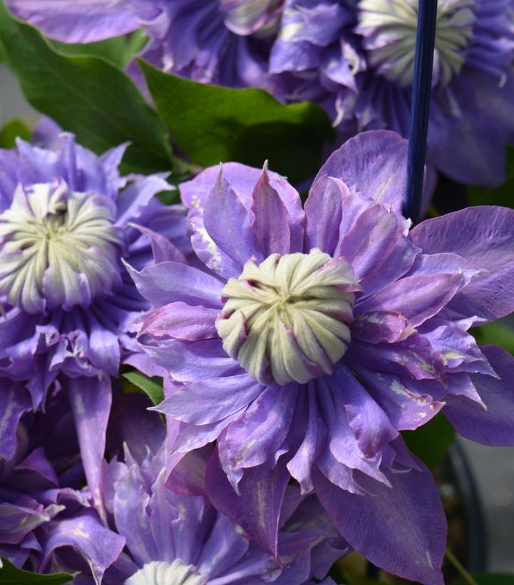 Clematis Diamantina