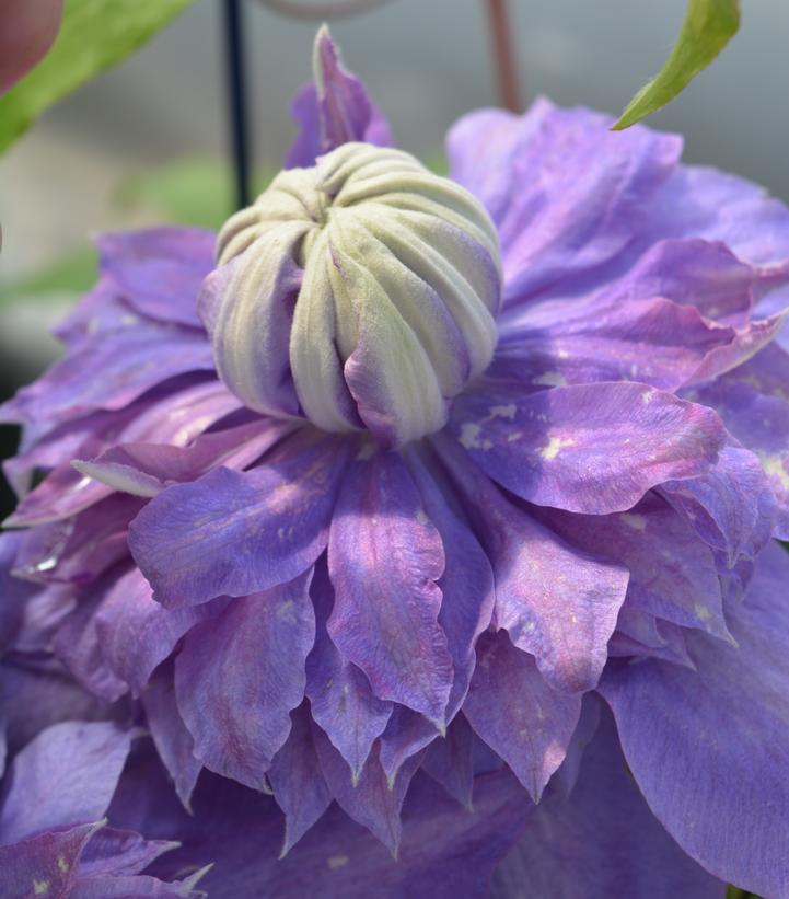 Clematis Diamantina