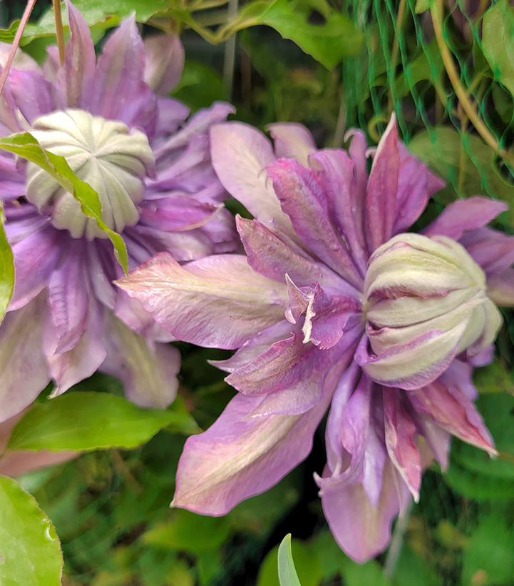 Clematis Diamantina