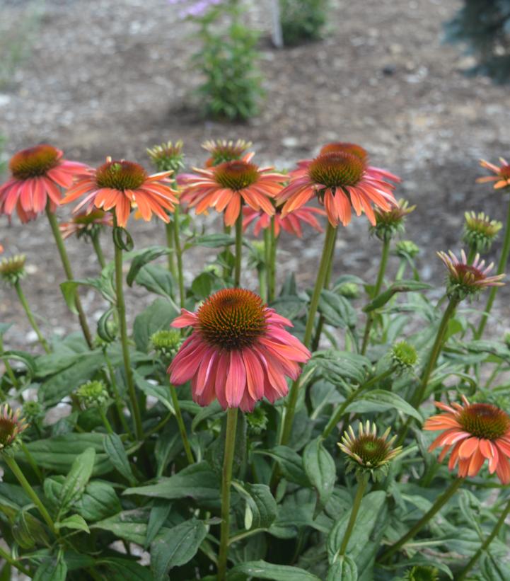 Echinacea Cheyenne Spirit