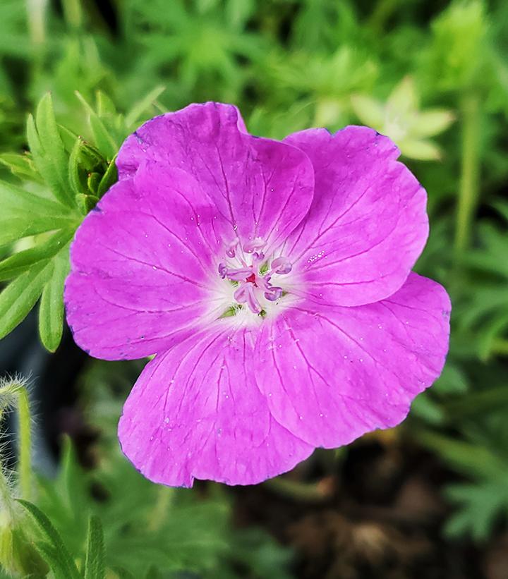 Geranium sanguineum New Hampshire